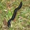 Millipede