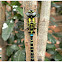 Turquoise-tipped Darner.
