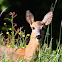 Roe Deer