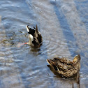 Mallard duck