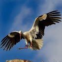 White Stork