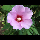 Rose of Sharon