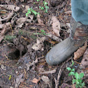 Tapir Track