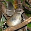 White-browed Scrubwren