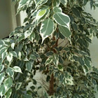 Ficus Benjamina