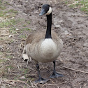 Canada Goose