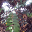 Curry Leaf