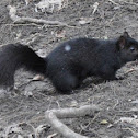 Black phase gray squirrel