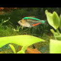 Glass fish