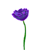 Just a rose