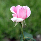 Rose 'Bewitched'