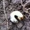 Grub worm