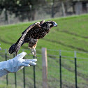 Peregrine Falcon (juvenile)