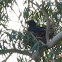 Pied Currawong