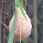 Foam Nest of  a Common Tree Frog