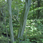 American hornbeam