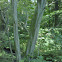 American hornbeam