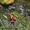 Phantasmal Poison Frog