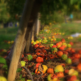 apple orchard by Jason Arand - Landscape & Nature Prairies, Meadows & Fields