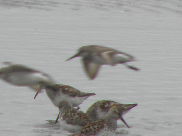 Spotting Image 1