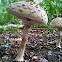 Parasol mushroom