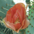 Texas in Bloom