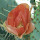 Texas in Bloom