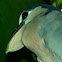 Boat-billed Heron