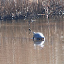 Yellow-bellied Slider