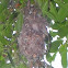 Black Sunbird (Nest)