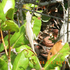 Green anole