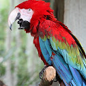 Red-and-green Macaw