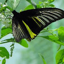 Magellan Birdwing