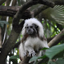 Cotton-top tamarin