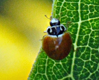 Spotting Image 1
