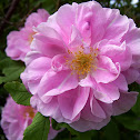 Tea Rose Bush