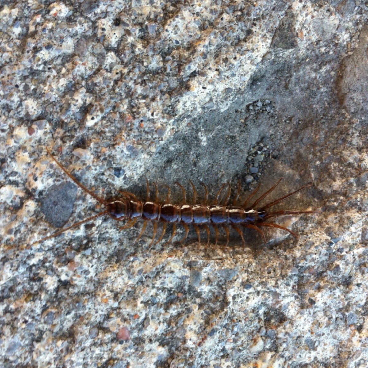Centipede