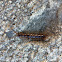 Centipede