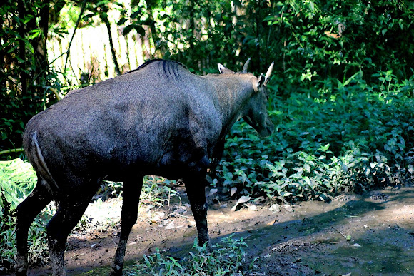 Spotting Image 1