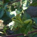 Praying mantis