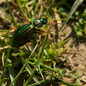 Golden Ground Beetle