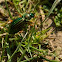 Golden Ground Beetle