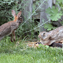 Eastern Cottontail Rabbit