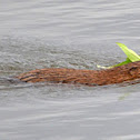 Beaver
