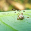 Comb-footed Spider