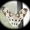 Nyctemera Moth