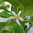 Lemon flower
