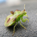 Twin-Spotted Jagged Ambush Bug Nymph