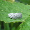 Citrus Flatid Planthopper