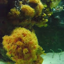 Orange sun coral